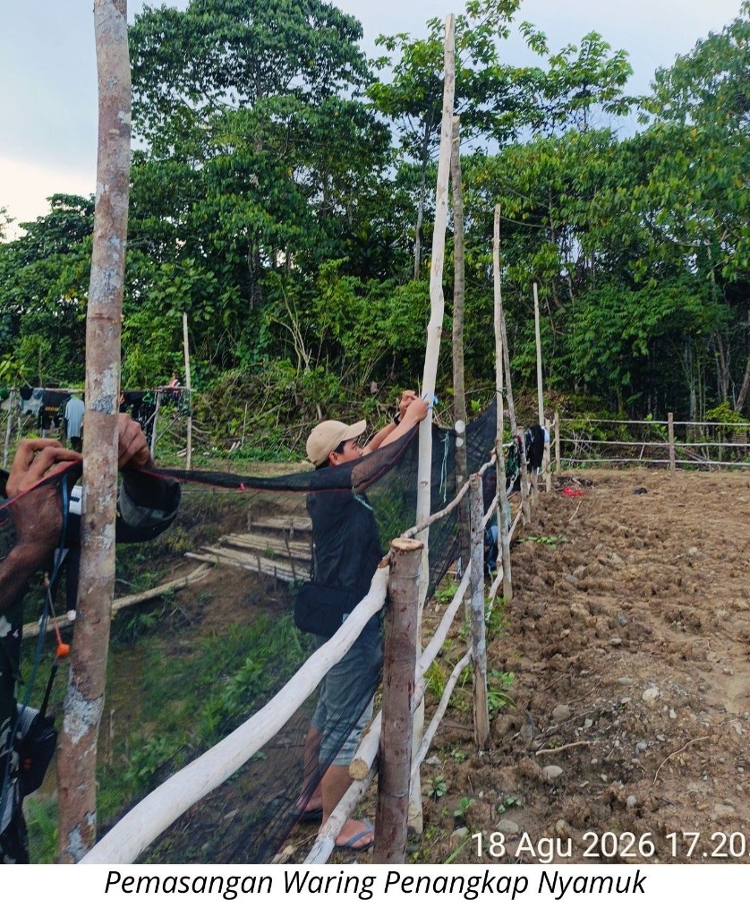 pemasangan waring penangkapan nyamuk